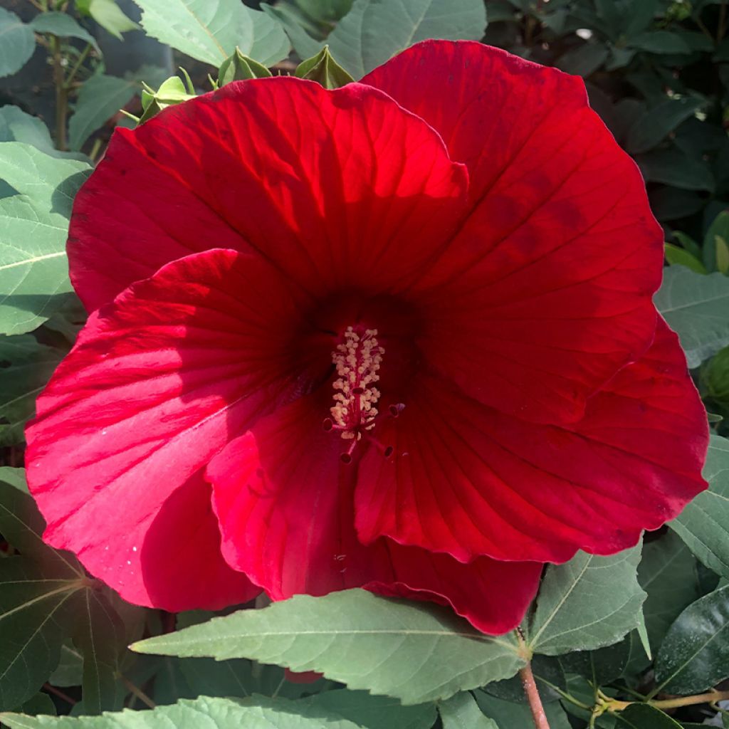 Hibiscus moscheutos Midnight Marvel - Swamp Rose Mallow