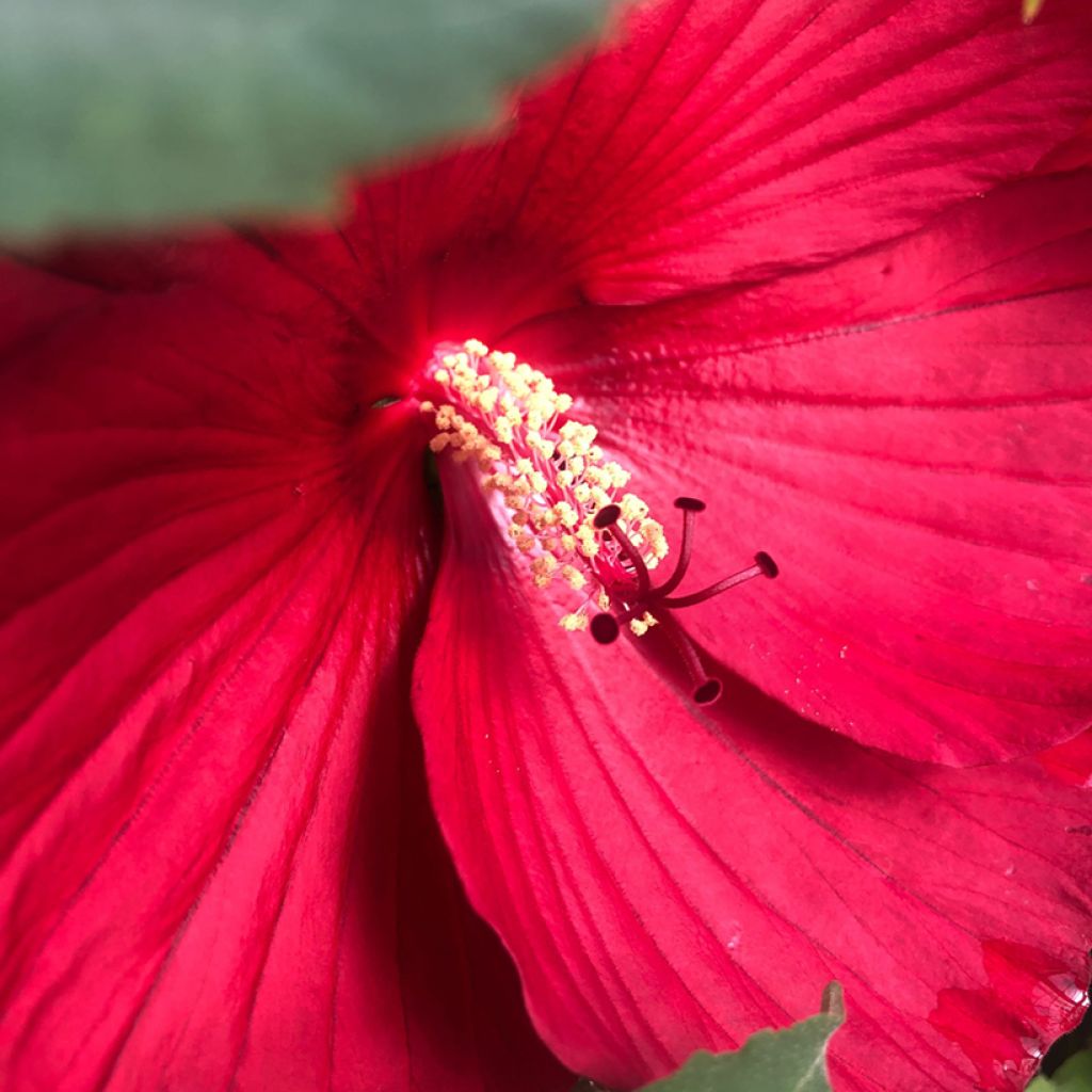 Hibiscus moscheutos Midnight Marvel - Swamp Rose Mallow
