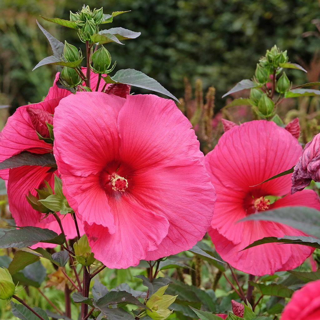 Hibiscus moscheutos Planet Griotte - Swamp Rose Mallow
