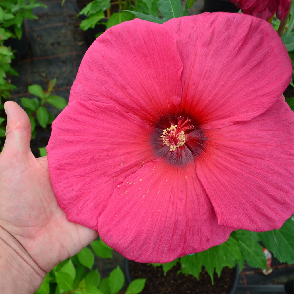 Hibiscus moscheutos Planet Griotte - Swamp Rose Mallow