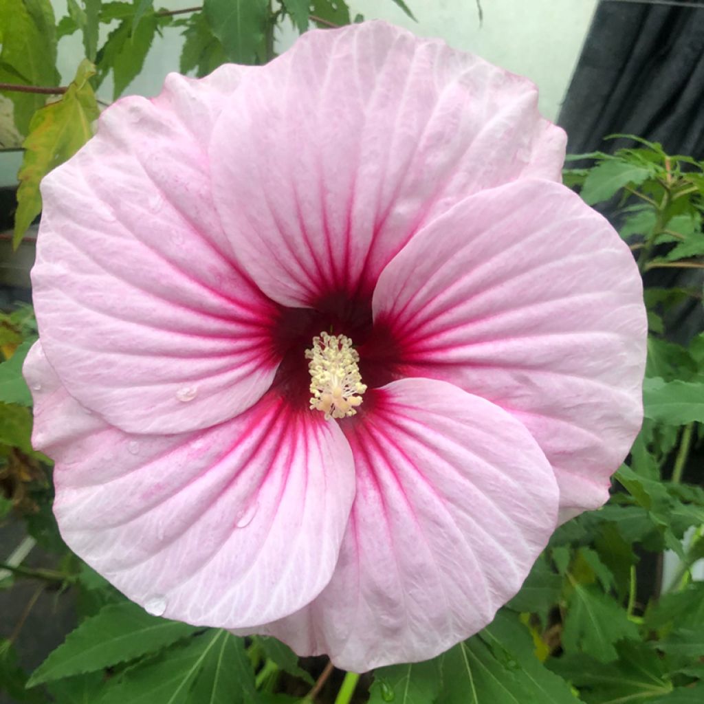 Hibiscus moscheutos Pink Candy - Swamp Rose Mallow