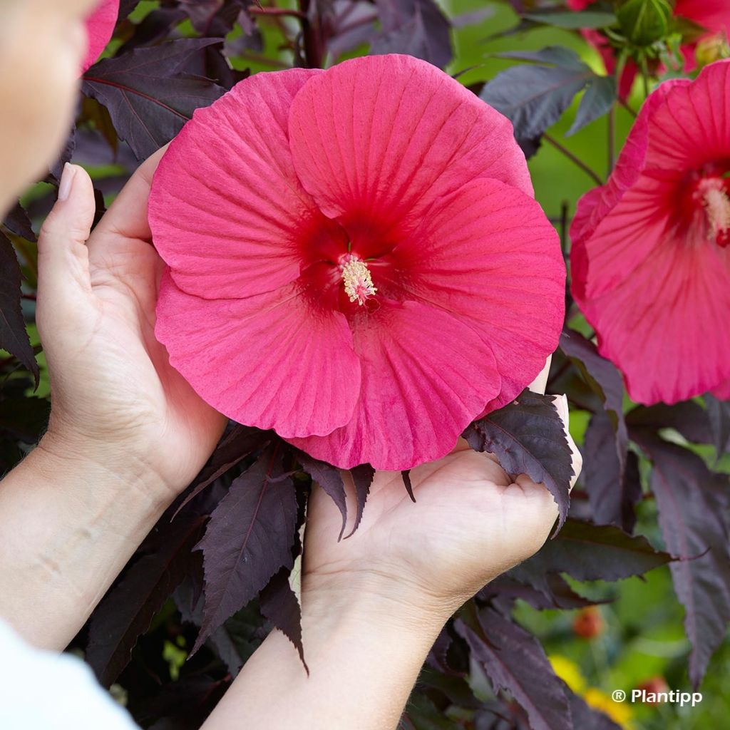 Hibiscus moscheutos Pink Passion - Swamp Rose Mallow