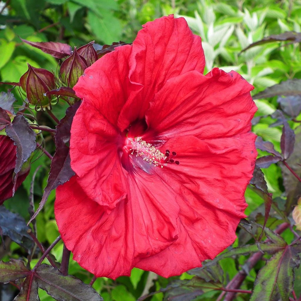 Hibiscus moscheutos Red Wine - Swamp Rose Mallow