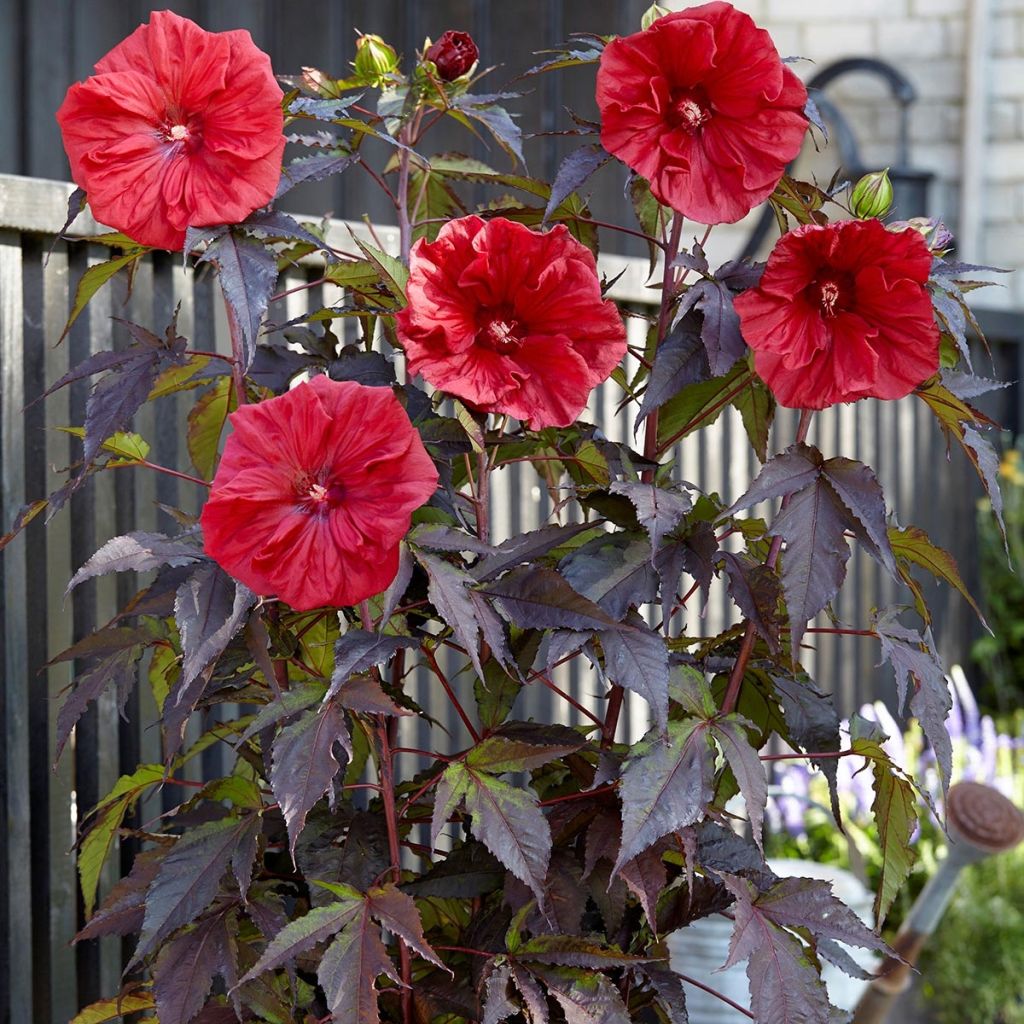 Hibiscus moscheutos Red Wine - Swamp Rose Mallow