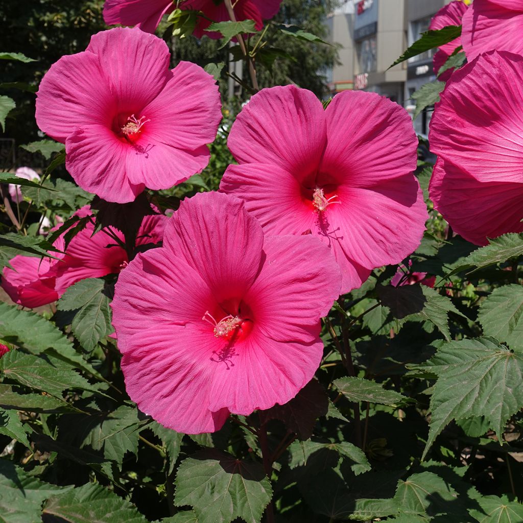 Hibiscus moscheutos Pink - Swamp Rose Mallow
