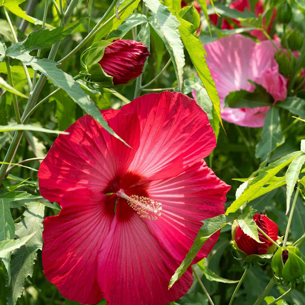 Hibiscus moscheutos Red - Swamp Rose Mallow