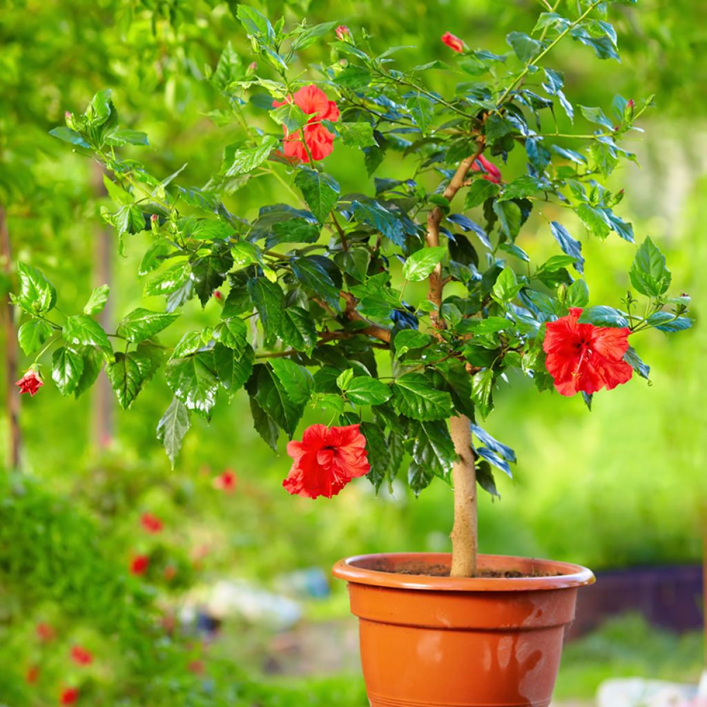 Hibiscus x rosa-sinensis - Chinese hibiscus