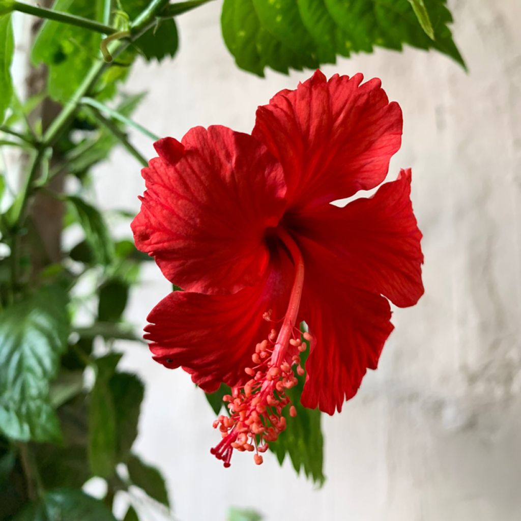 Hibiscus x rosa-sinensis - Chinese hibiscus
