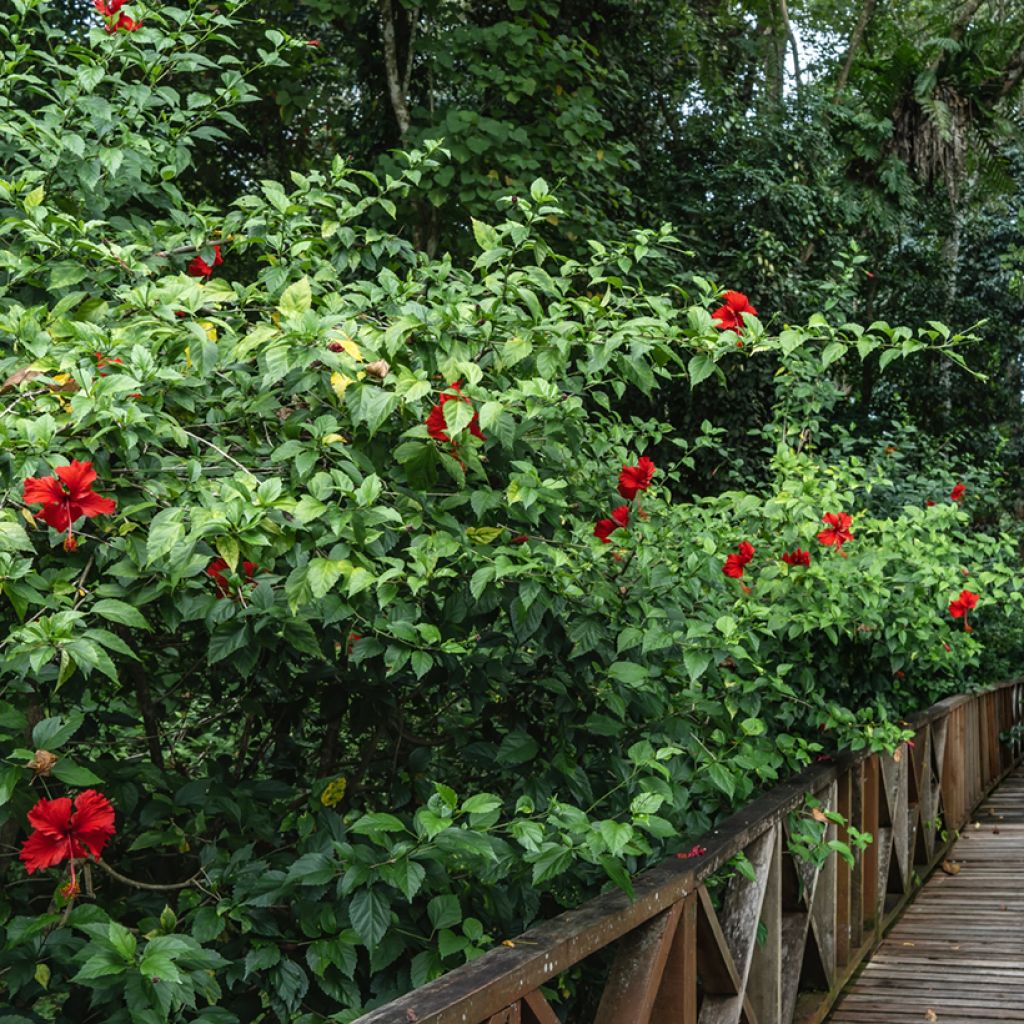 Hibiscus x rosa-sinensis - Chinese hibiscus