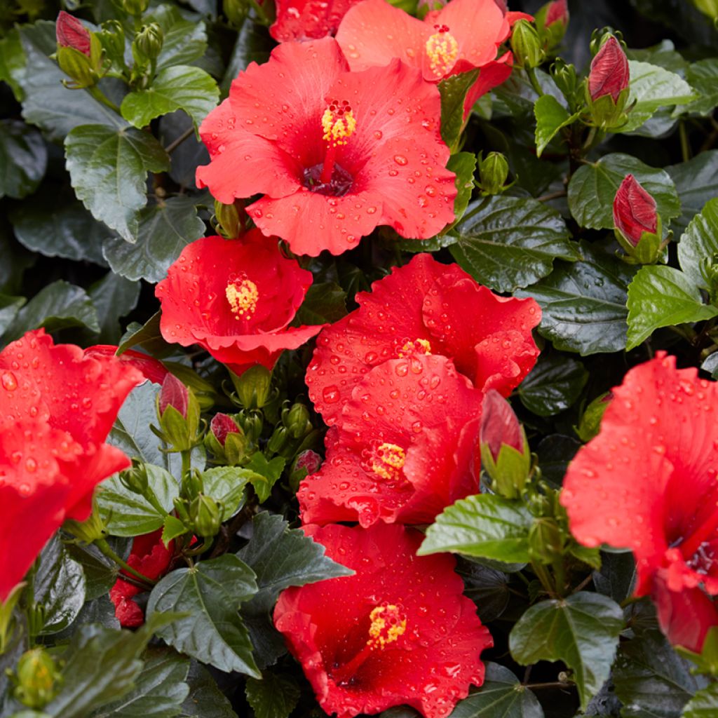 Hibiscus x rosa-sinensis - Chinese hibiscus