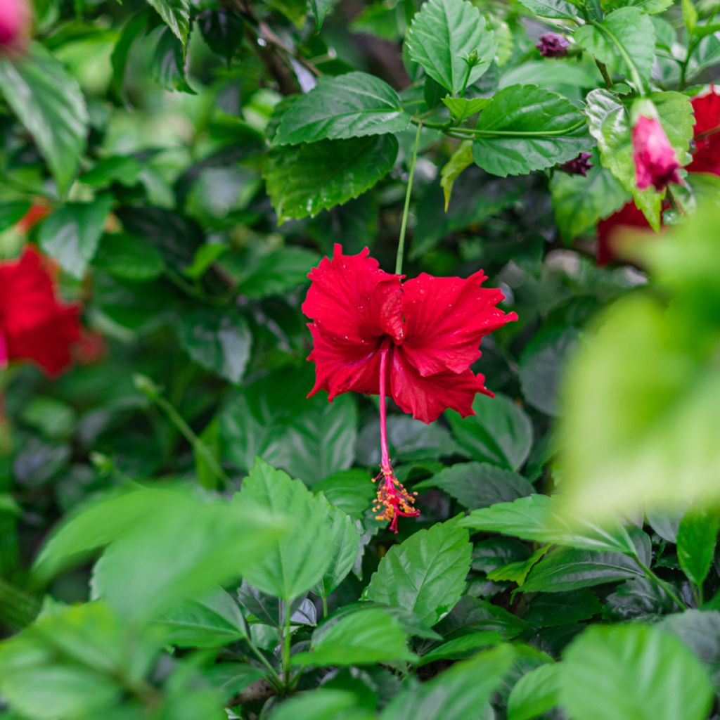 Hibiscus x rosa-sinensis - Chinese hibiscus
