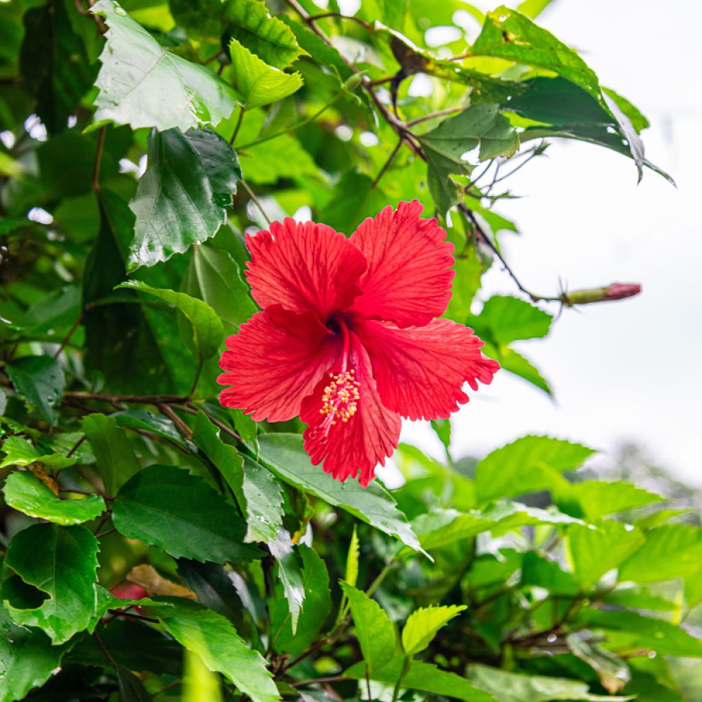 Hibiscus x rosa-sinensis - Chinese hibiscus