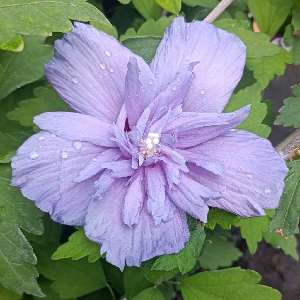 Hibiscus syriacus Blue Chiffon - Rose of Sharon