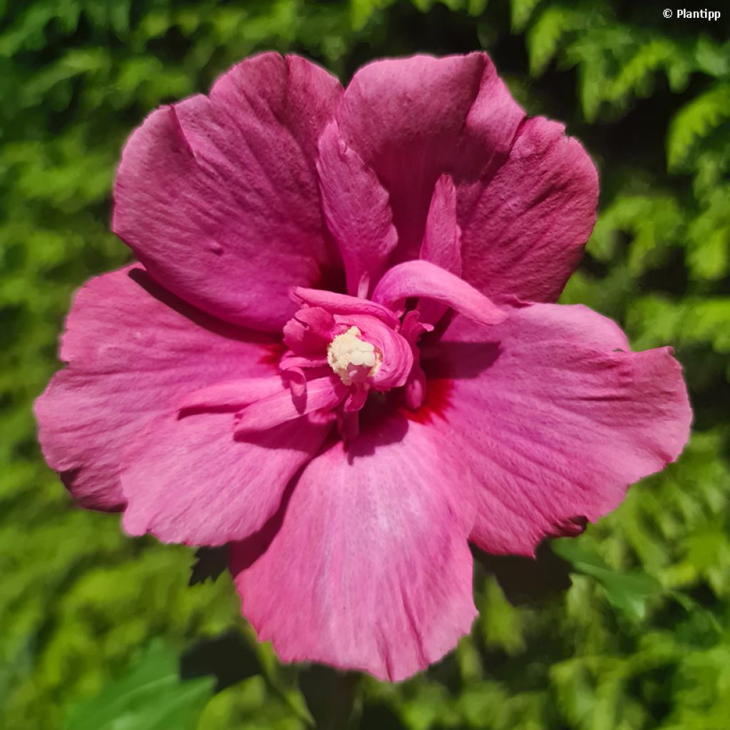 Hibiscus syriacus Flower Tower Ruby - Rose of Sharon
