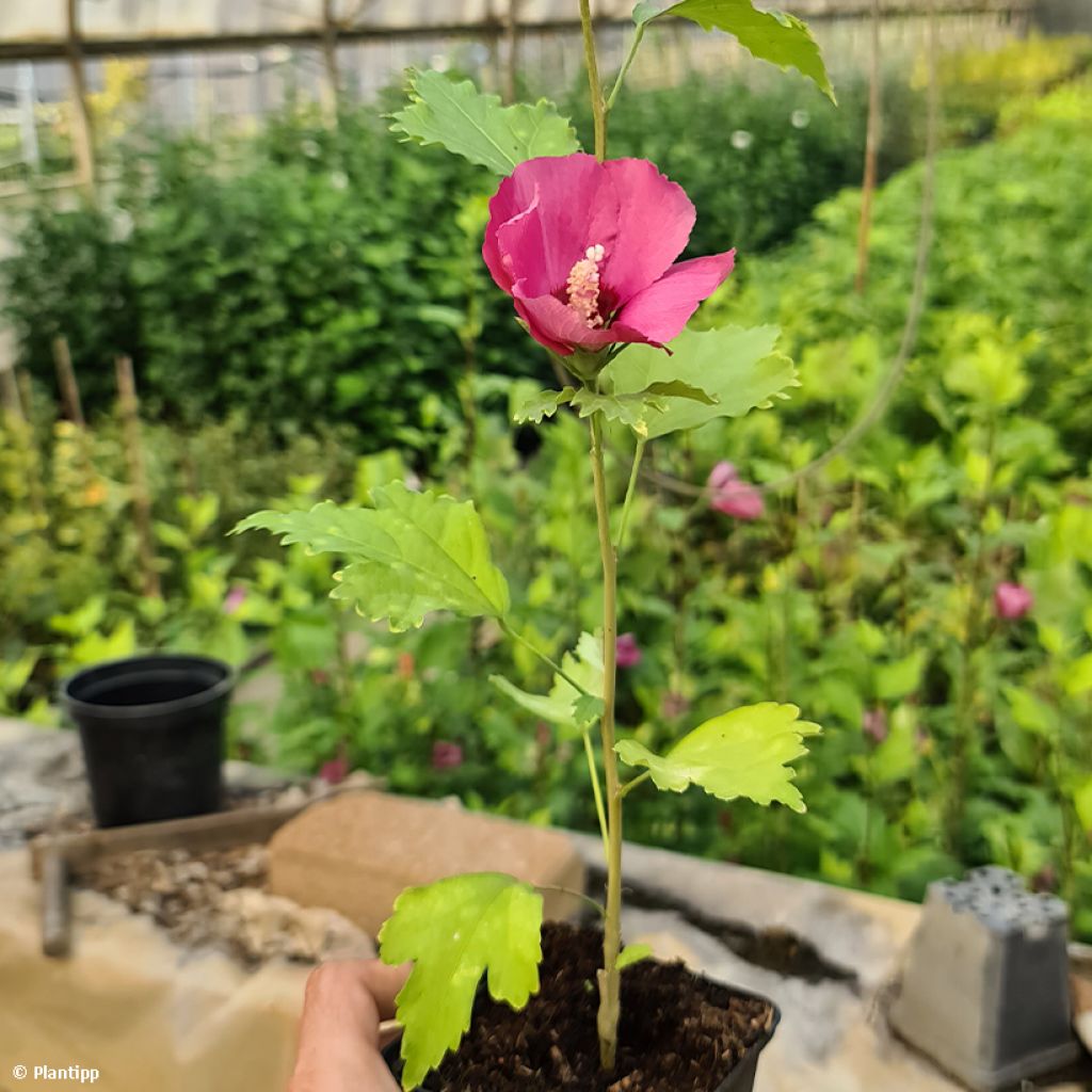 Hibiscus syriacus Flower Tower Ruby - Rose of Sharon