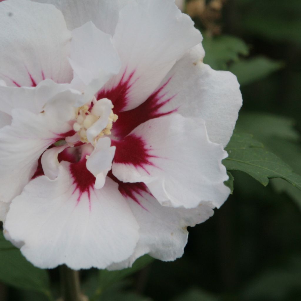 Hibiscus syriacus Lady Stanley - Rose of Sharon