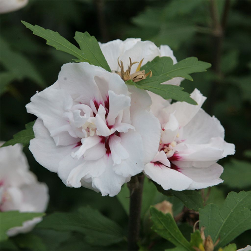 Hibiscus syriacus Lady Stanley - Rose of Sharon