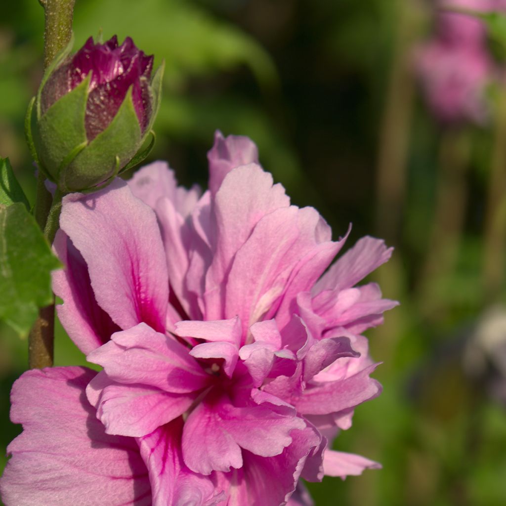 Hibiscus syriacus Magenta Chiffon - Rose of Sharon