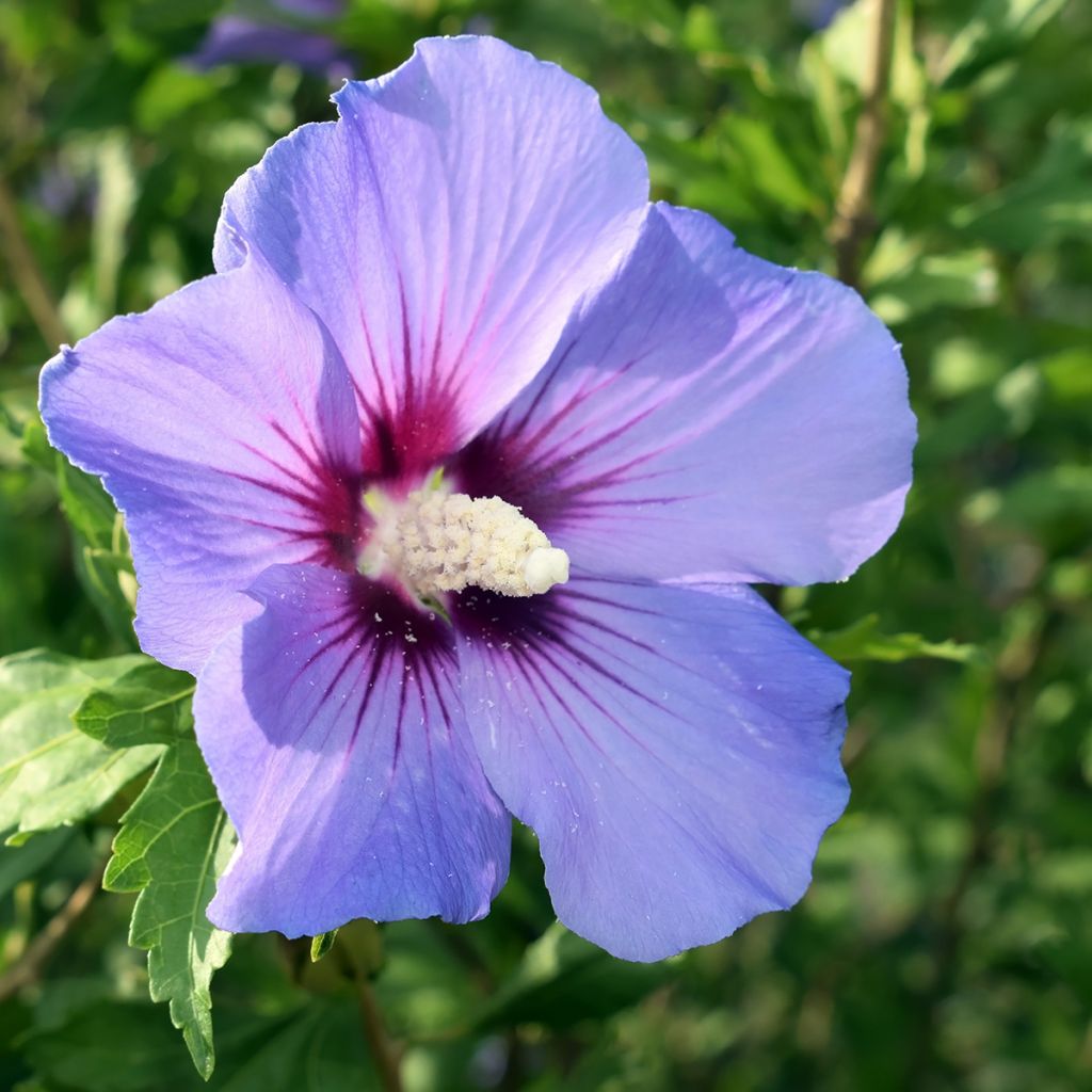 Hibiscus syriacus Oiseau Bleu - Rose of Sharon