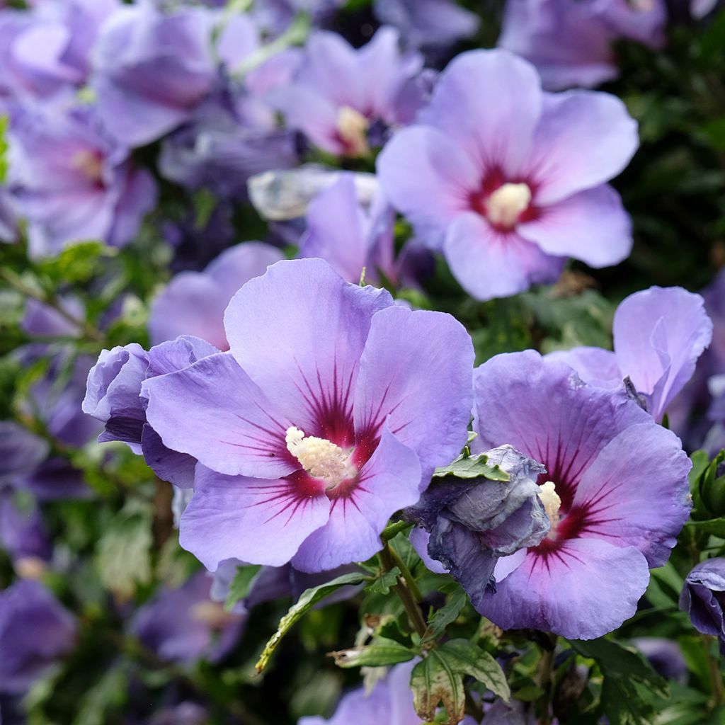 Hibiscus syriacus Oiseau Bleu - Rose of Sharon