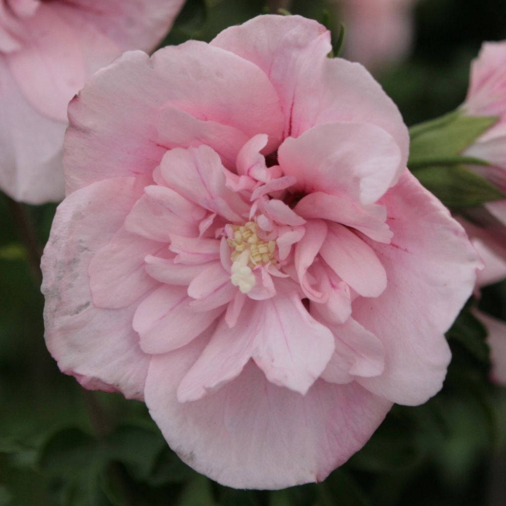 Hibiscus syriacus Pink Chiffon - Rose of Sharon
