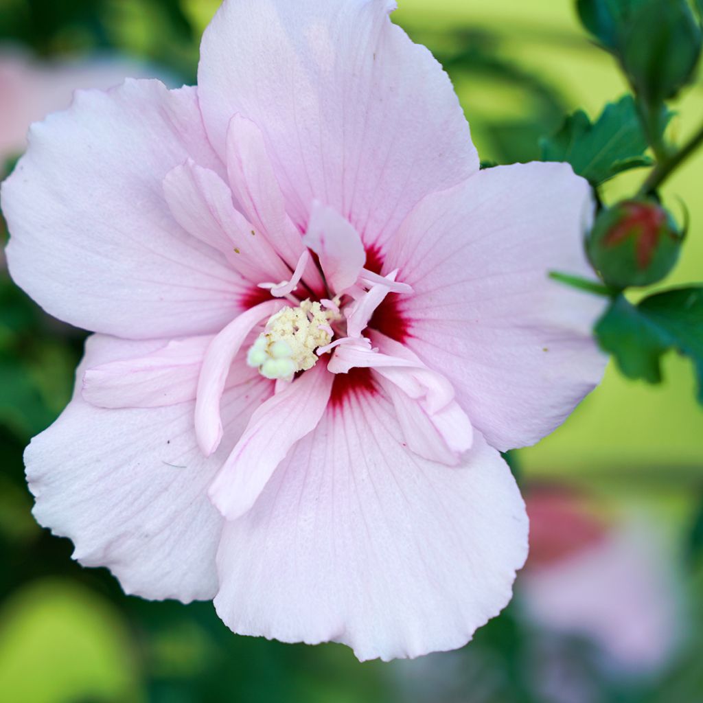 Hibiscus syriacus Pink Chiffon - Rose of Sharon