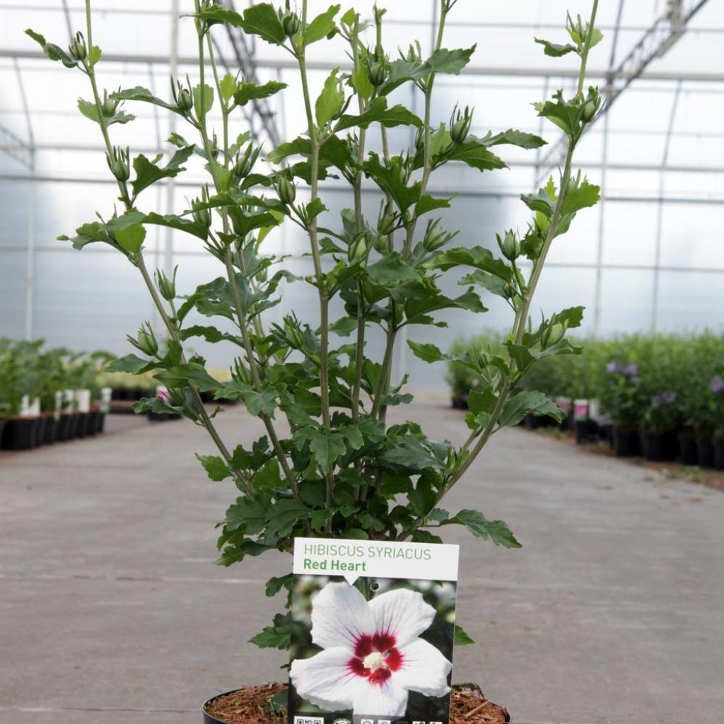 Hibiscus syriacus Red Heart - Rose of Sharon