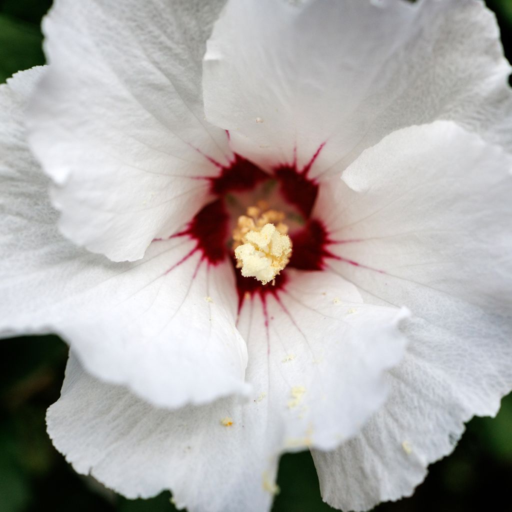 Hibiscus syriacus Red Heart - Rose of Sharon