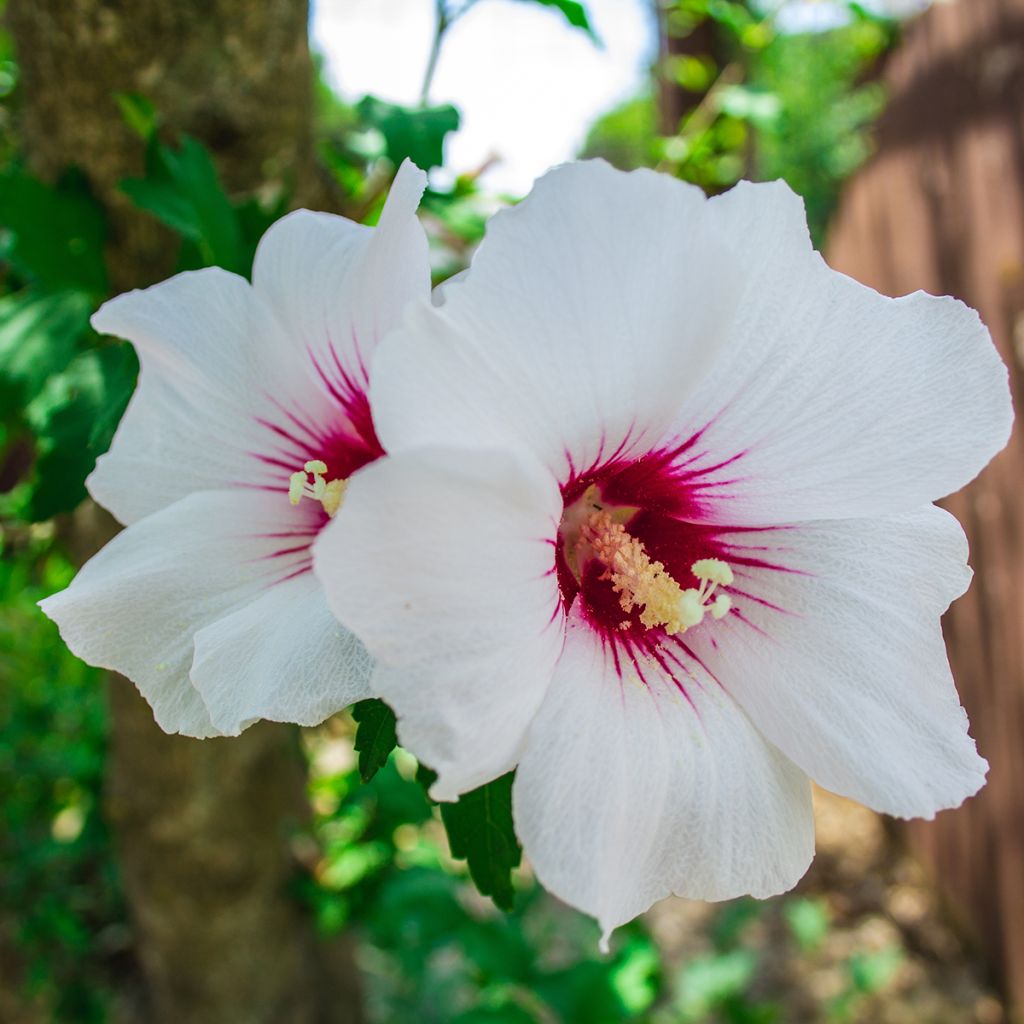 Hibiscus syriacus Red Heart - Rose of Sharon