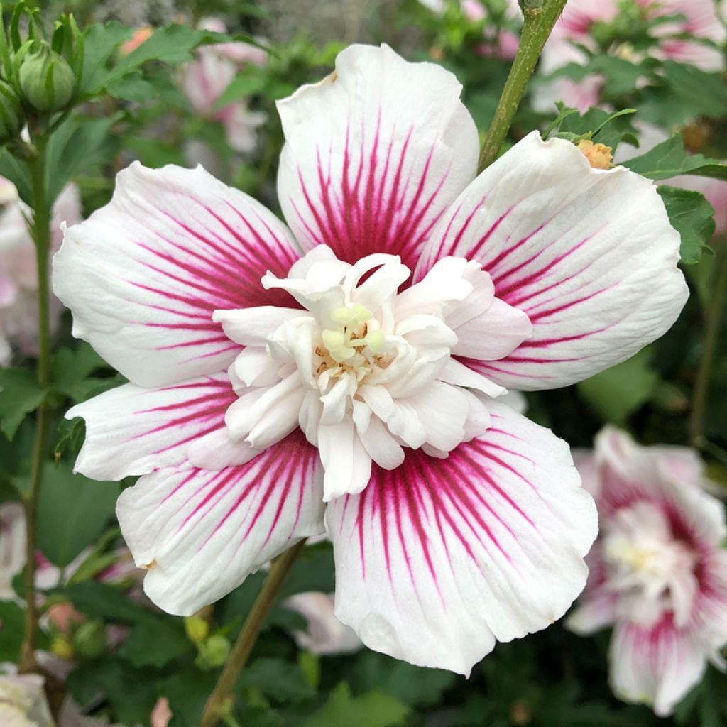 Hibiscus syriacus Starburst Chiffon - Rose of Sharon
