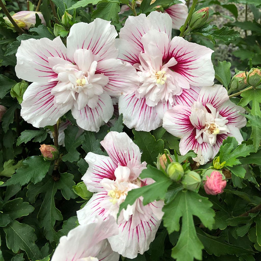 Hibiscus syriacus Starburst Chiffon - Rose of Sharon