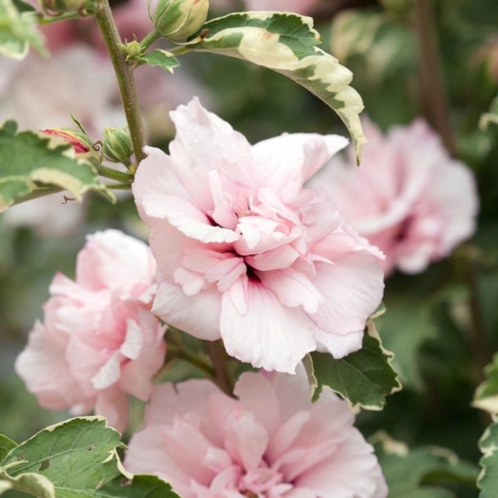 Hibiscus syriacus Sugar Tip - Rose of Sharon