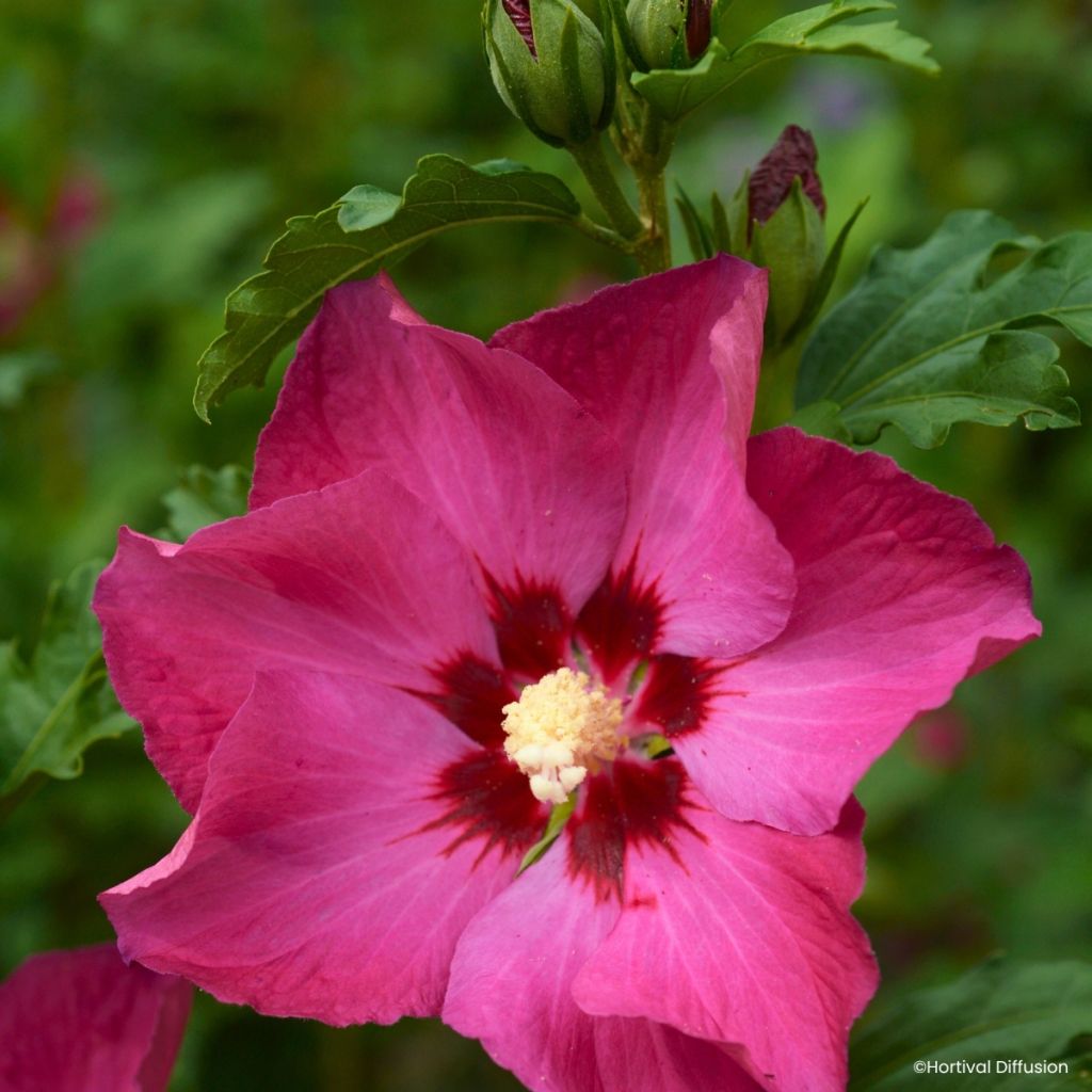 Hibiscus syriacus Sup’Bridge® - Rose of Sharon