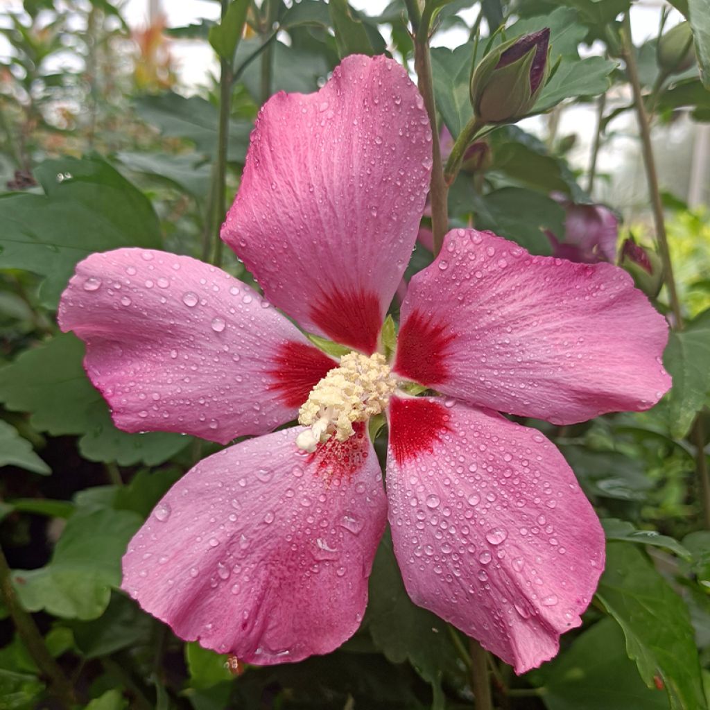 Hibiscus syriacus Woodbridge - Rose of Sharon
