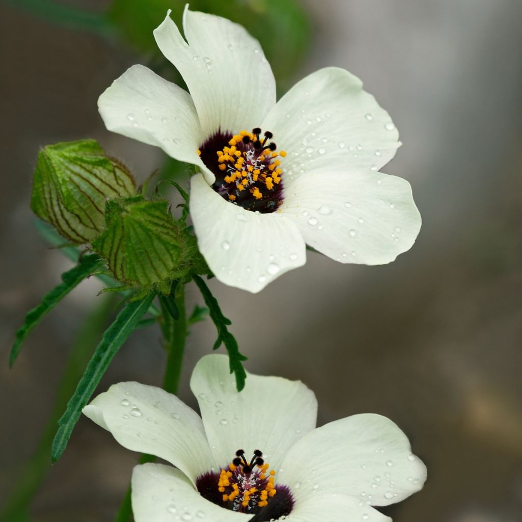 Hibiscus trionum - African Hibiscus
