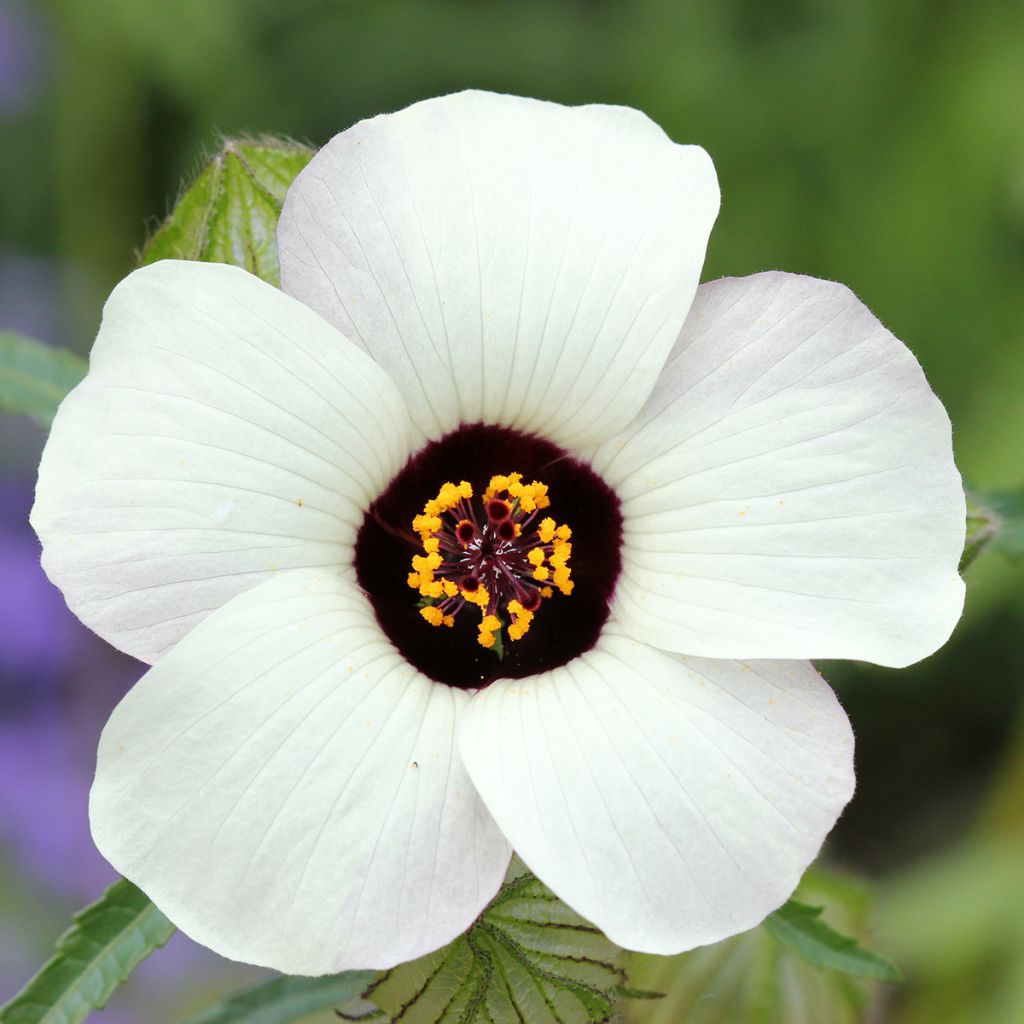 Hibiscus trionum - African Hibiscus