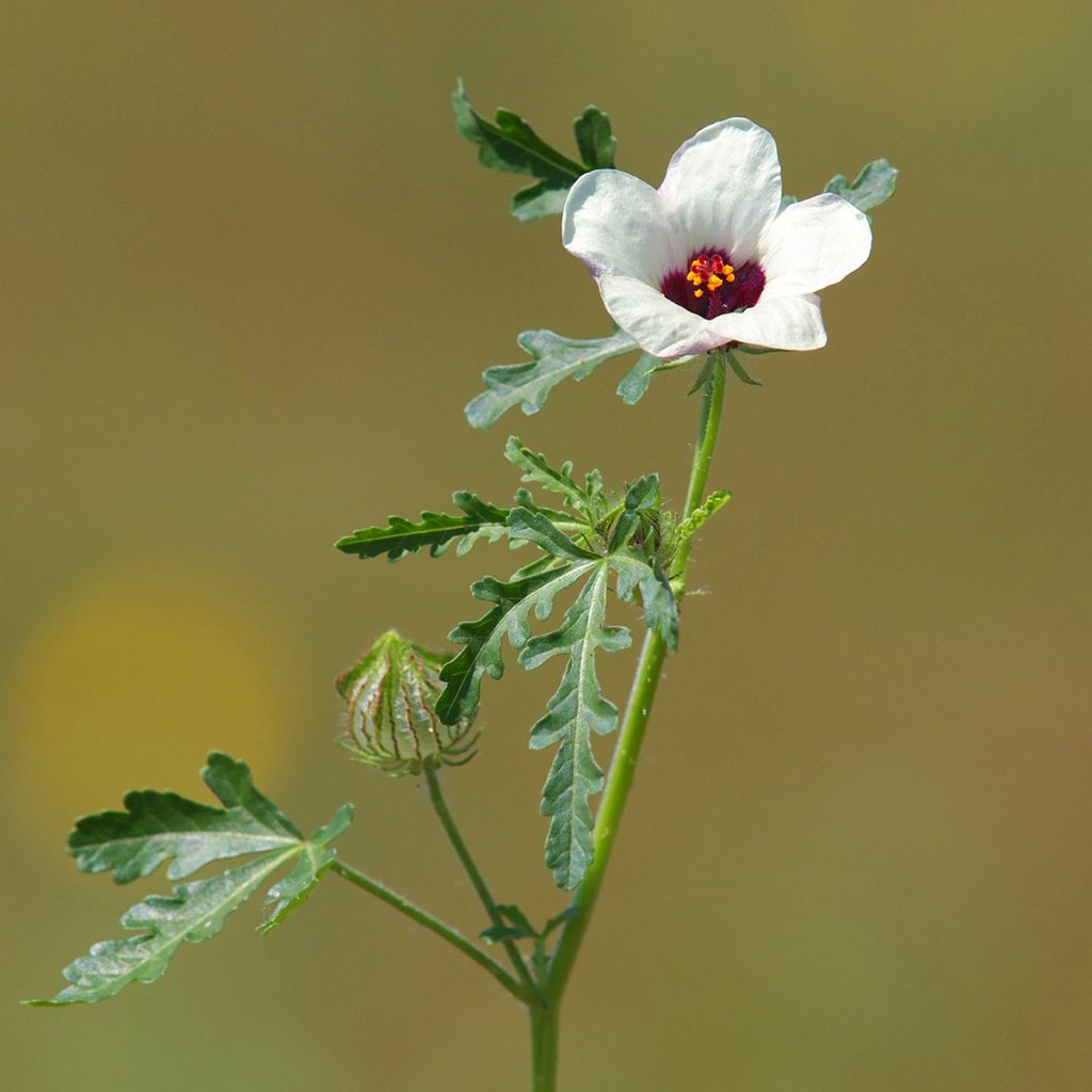 Hibiscus trionum - African Hibiscus