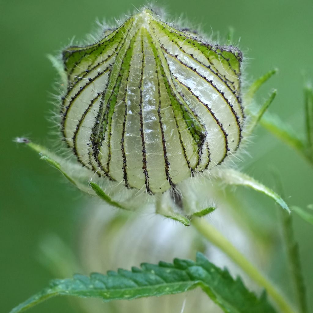 Hibiscus trionum - African Hibiscus