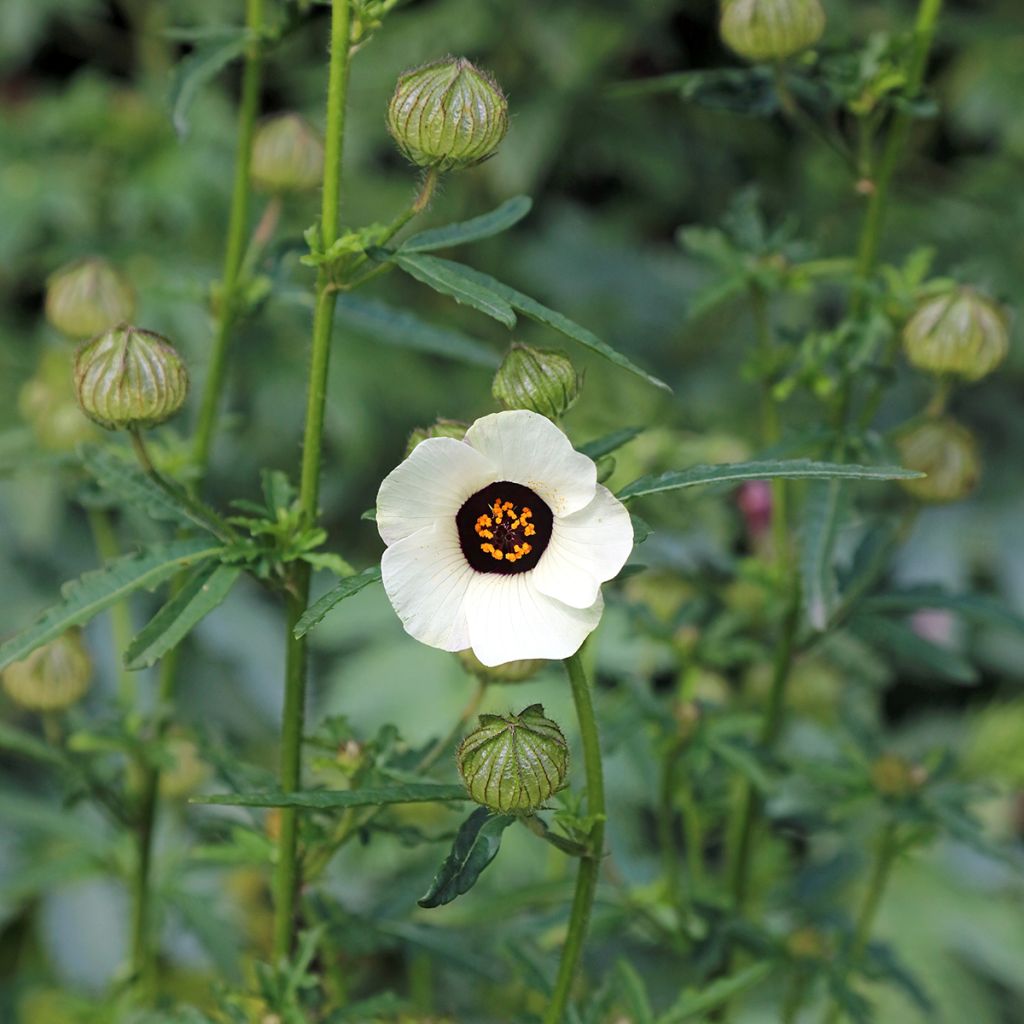 Hibiscus trionum - African Hibiscus