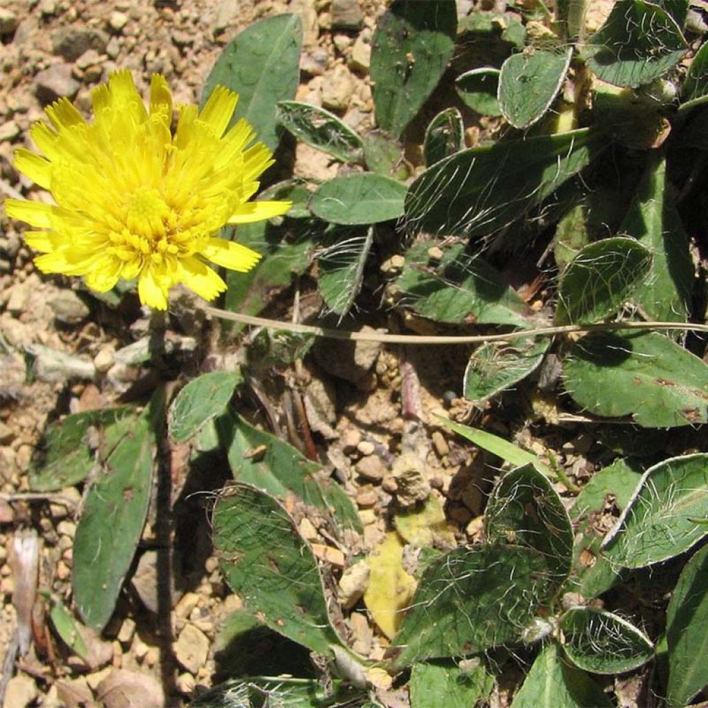 Hieracium pilosella