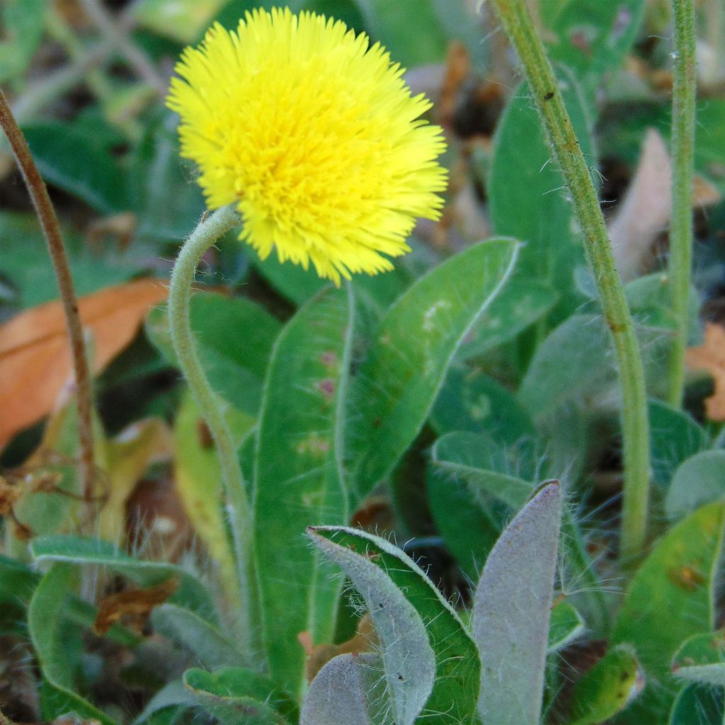 Hieracium pilosella