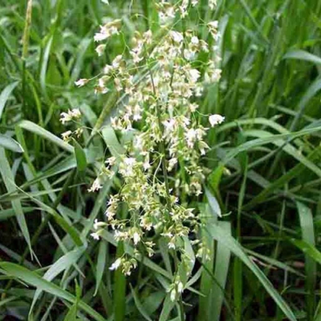 Hierochloe odorata
