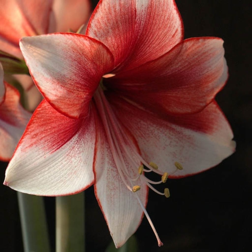 Hippeastrum Charisma - Amaryllis