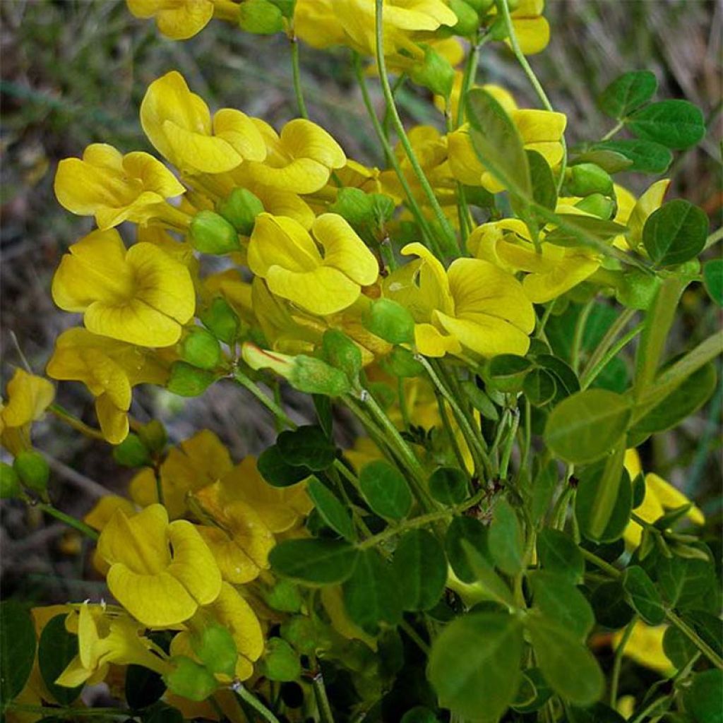 Hippocrepis emerus