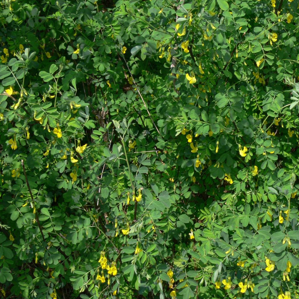 Hippocrepis emerus