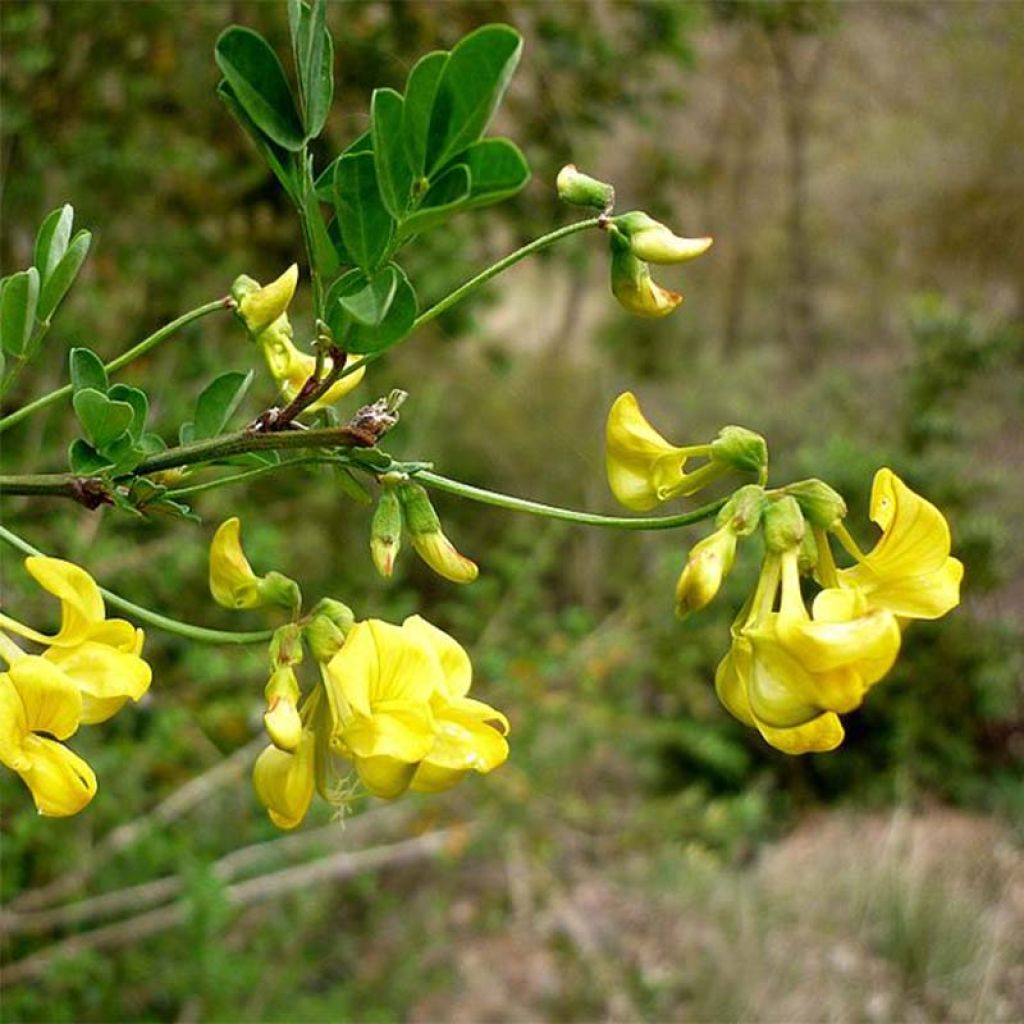 Hippocrepis emerus