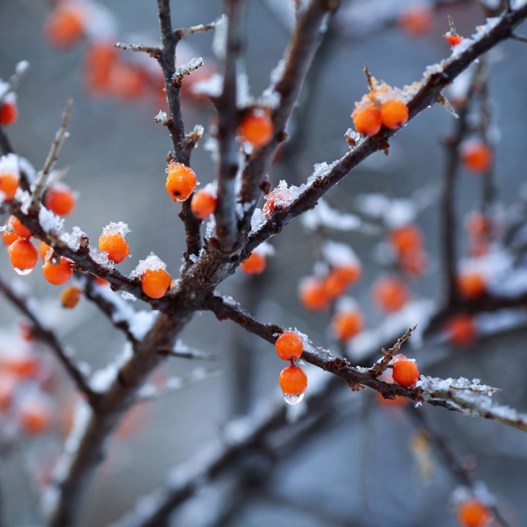Hippophae rhamnoides Orange Energy Hagebo