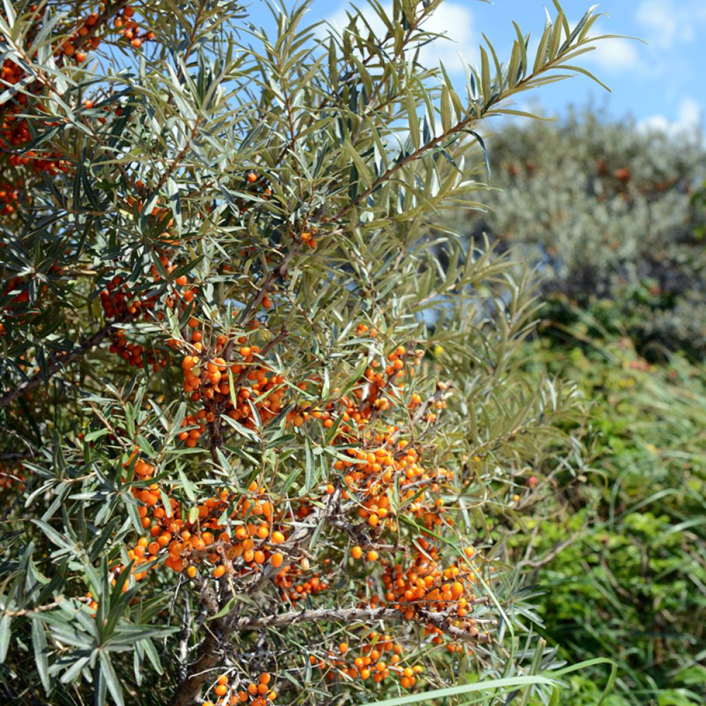 Hippophae rhamnoides Orange Energy Hagebo