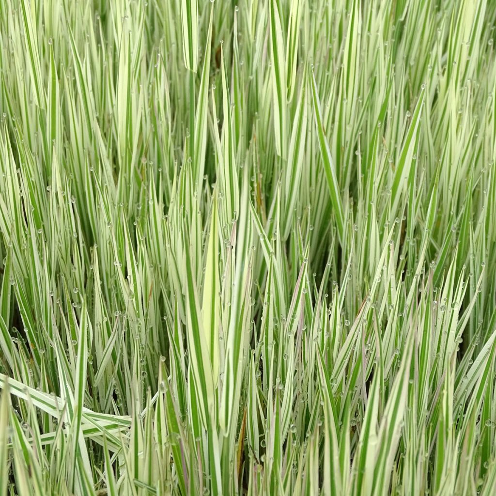 Holcus mollis Albovariegatus - Variegated creeping soft grass