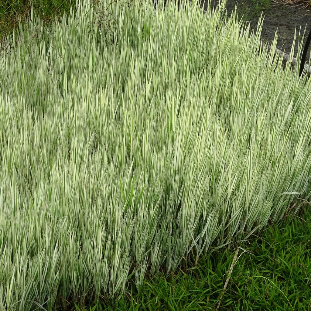 Holcus mollis Albovariegatus - Variegated creeping soft grass